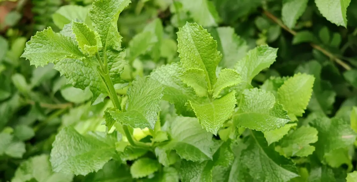 左手香泡茶 左手香泡茶