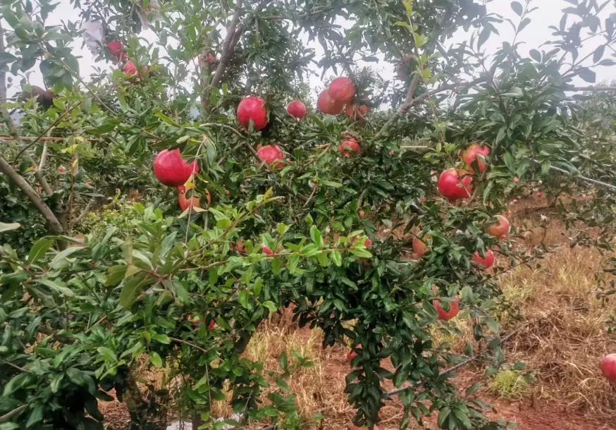 石榴盆栽 石榴盆栽