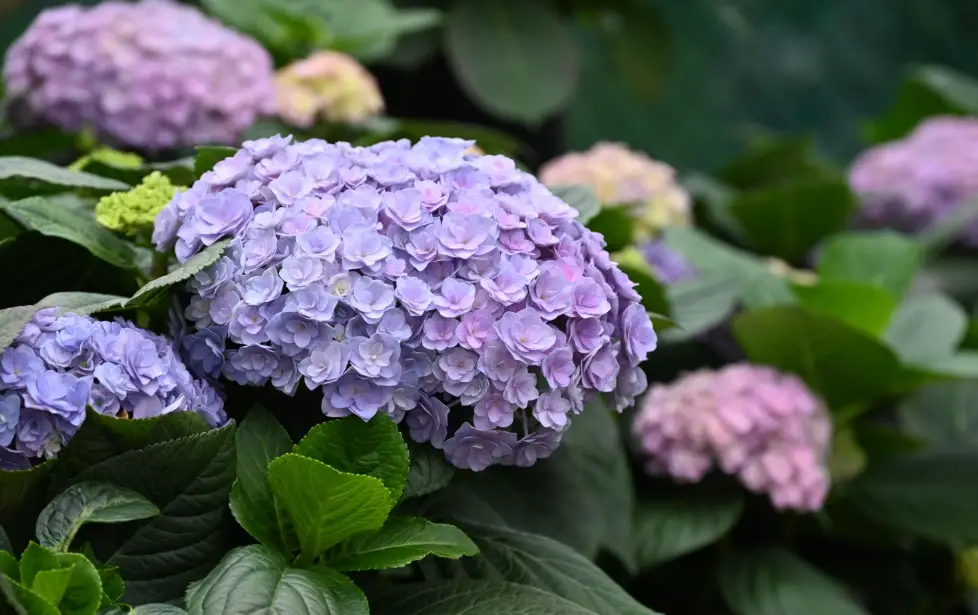 繡球花修剪