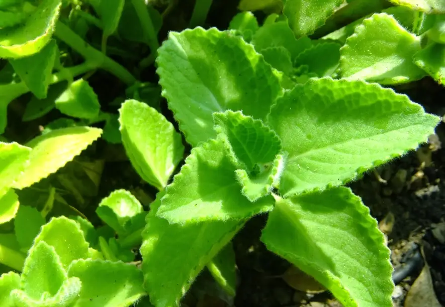 左手香泡茶 左手香泡茶