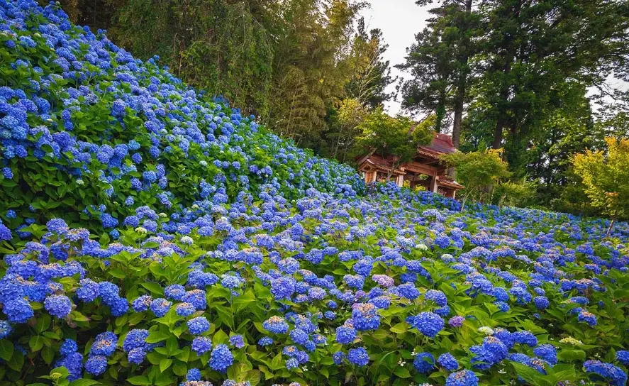 繡球花越夏