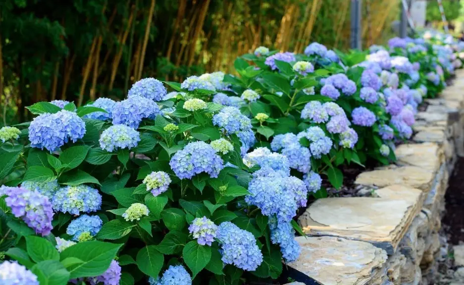 繡球花越夏