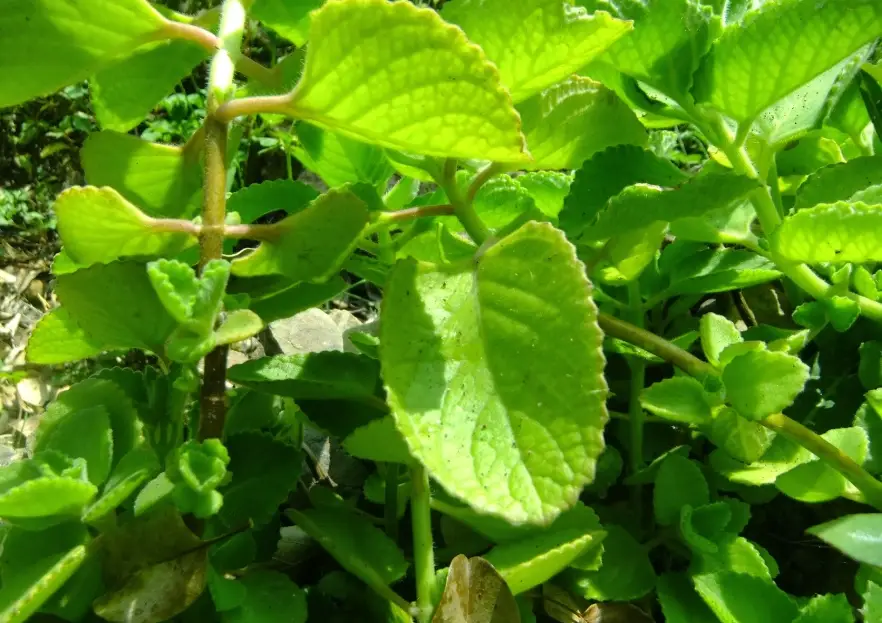 左手香泡茶 左手香泡茶