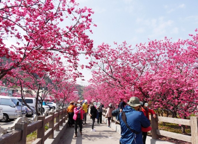 泰安櫻花：免費門票全年無休，交通停車挑戰、賞櫻路線避人潮、周邊景點住宿全攻略