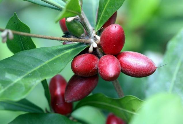 神秘果種植：品種挑選、環境打造到日常維護全方位指南