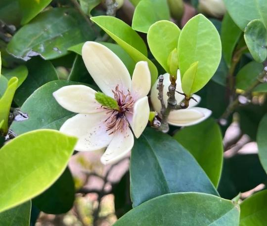含笑花種植方法 含笑花種植方法