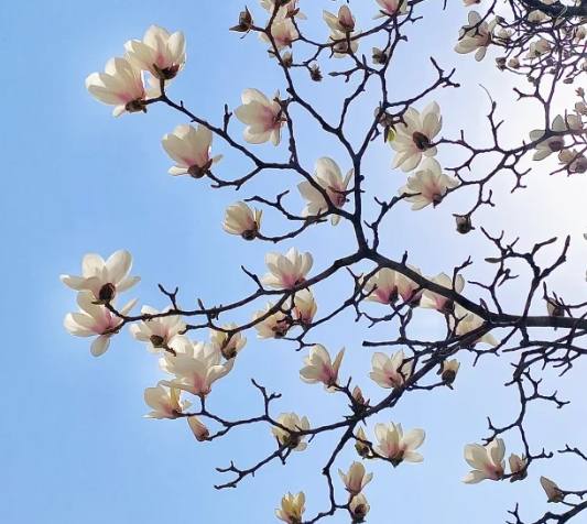 木蘭花養護 木蘭花養護