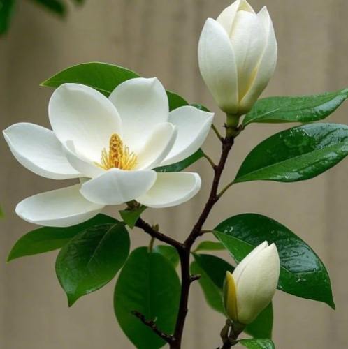 木蘭花養護 木蘭花養護