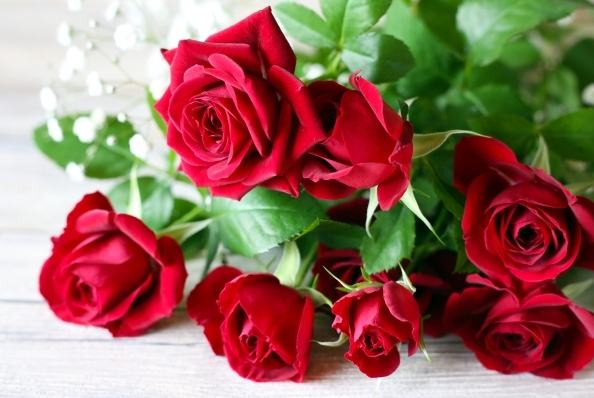 月季和玫瑰如何分辨