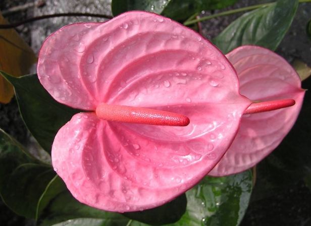 火鶴花養護 火鶴花養護