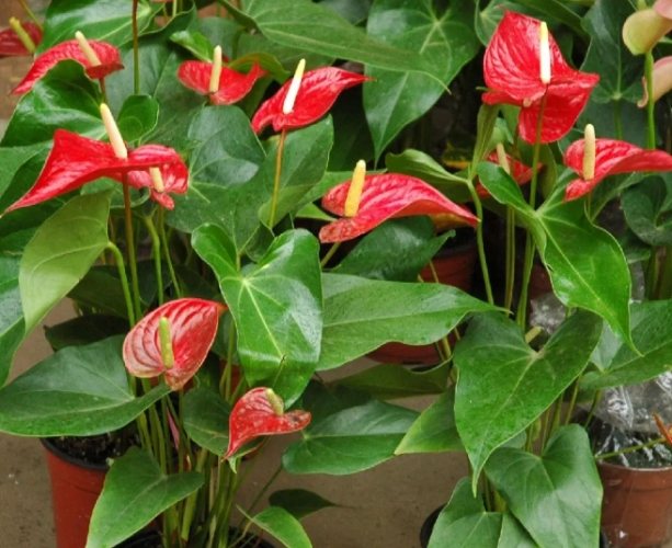 火鶴花室內種植