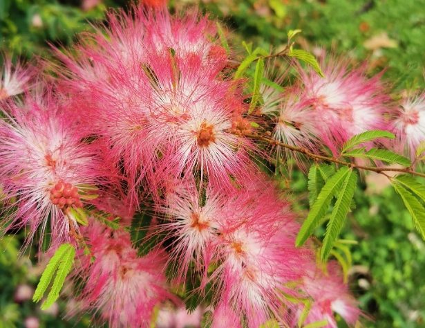 合歡花象徵 合歡花象徵