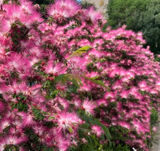 合歡花用法 合歡花用法