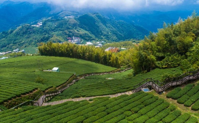 阿里山住宿 阿里山住宿