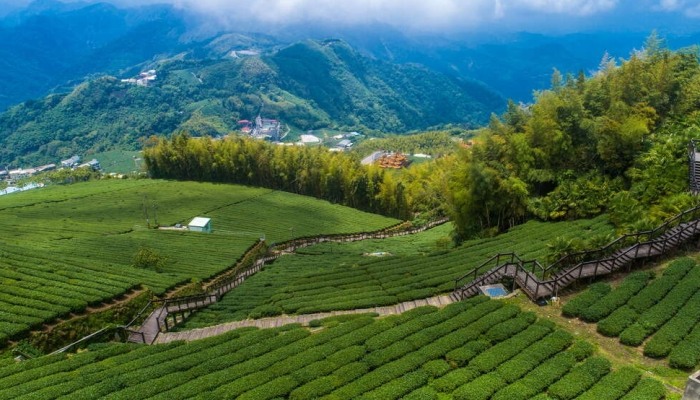 阿里山石棹步道