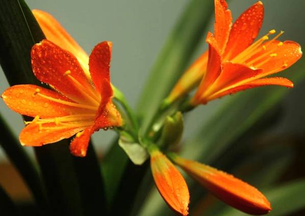 君子蘭開花時間