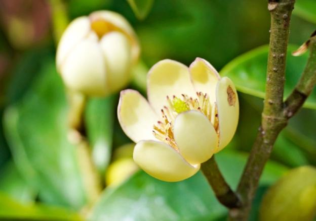 含笑花種植方法 含笑花種植方法
