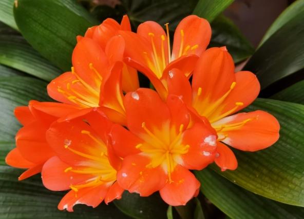 君子蘭養護方法