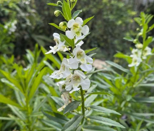 天使花養護指南