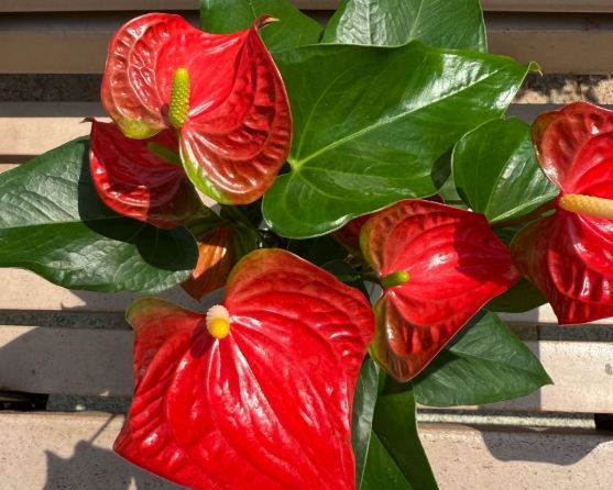 火鶴花中毒處理