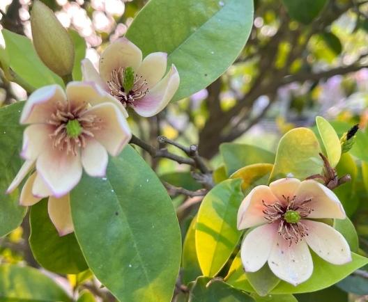 含笑花常見問題