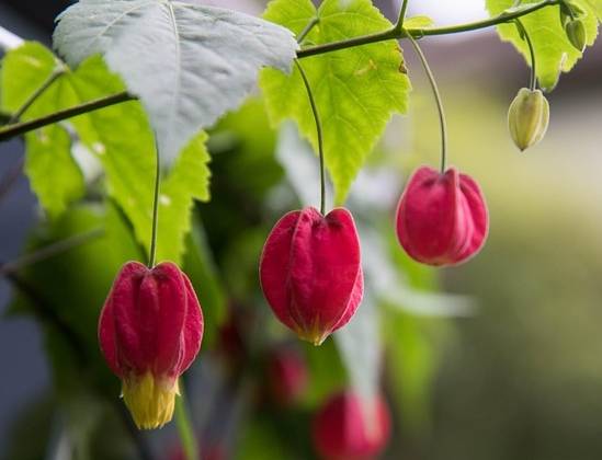 燈籠花開花時間 燈籠花開花時間