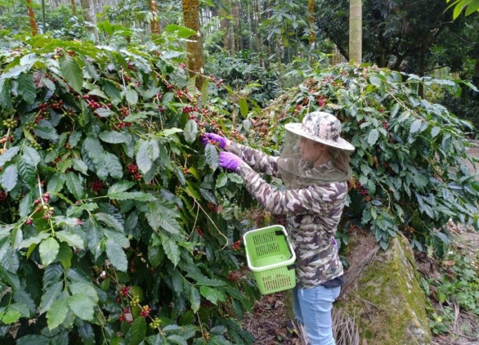 東山咖啡豆推薦
