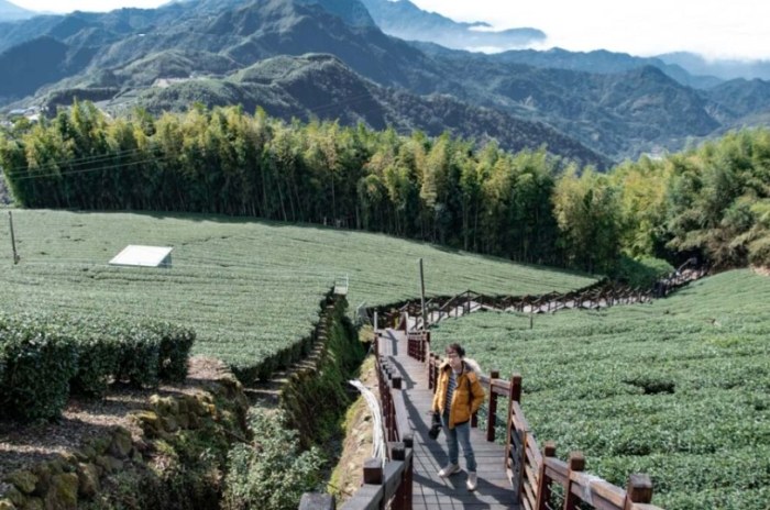 阿里山景觀餐廳