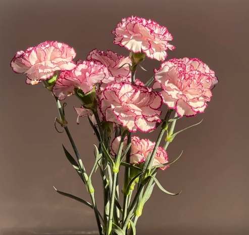 延長康乃馨花期