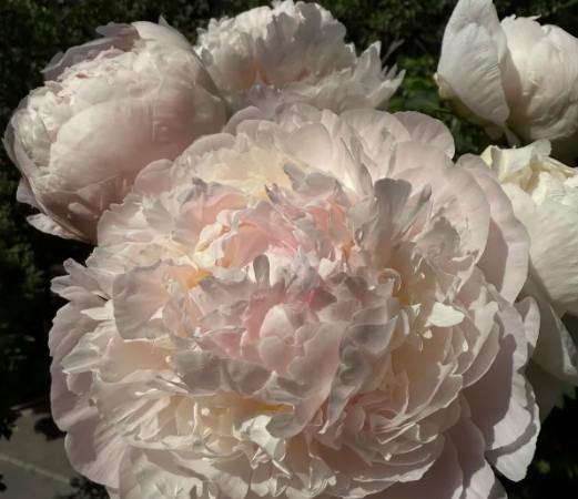 芍藥牡丹區別 芍藥牡丹區別