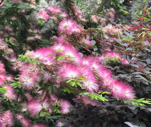 合歡花種植方法 合歡花種植方法