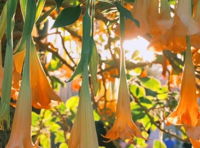 曼陀羅花語意義