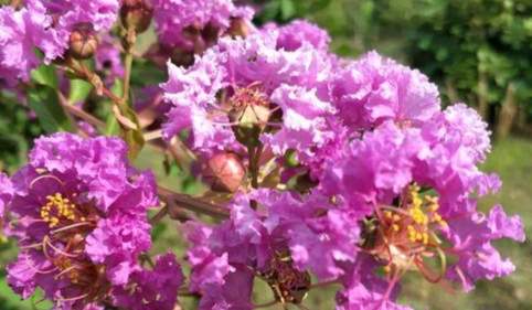 紫薇花養護