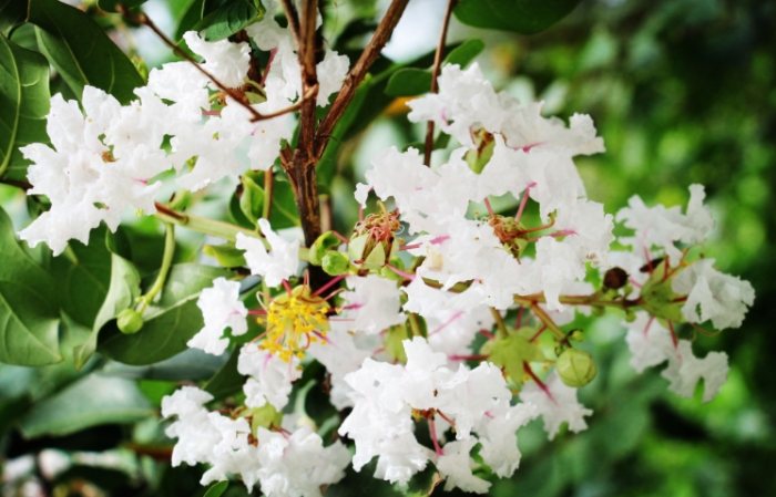 白色花卉養護 白色花卉養護