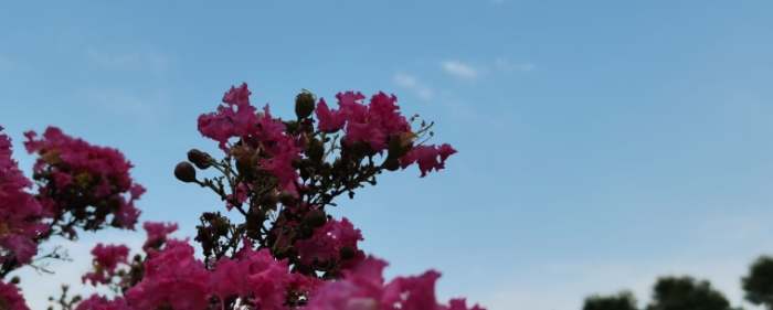 紫薇花觀賞