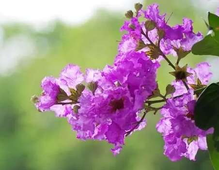 紫薇花觀賞