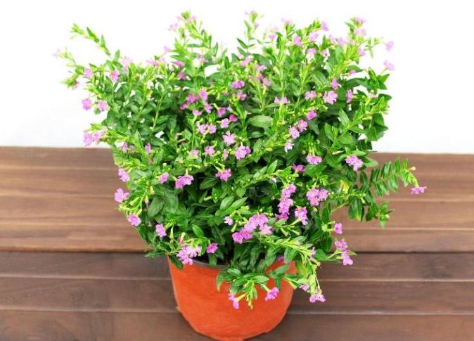 細葉雪茄花照顧技巧