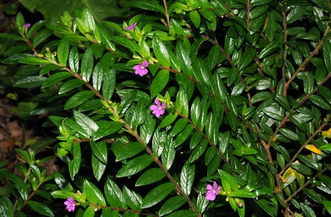 細葉雪茄花照顧技巧