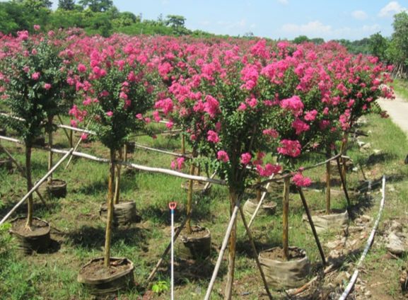 紫薇花栽培