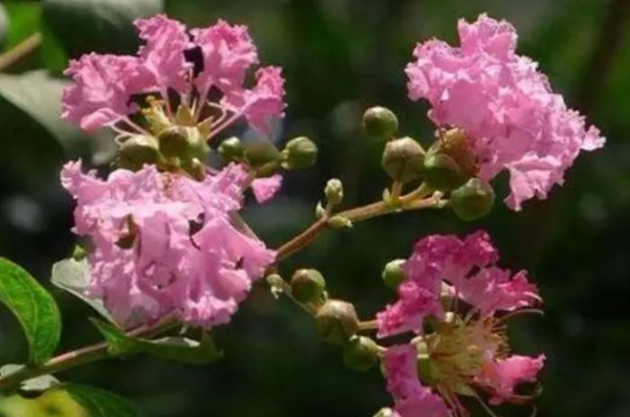紫薇花種植技巧