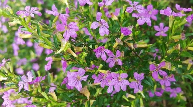 細葉雪茄花照顧技巧