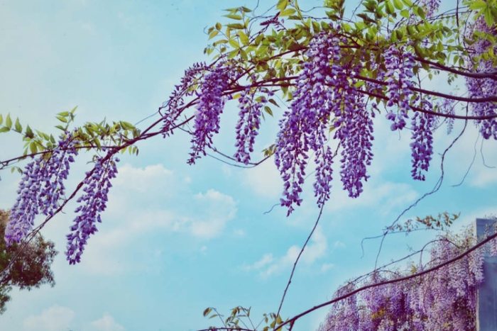 紫藤花景點