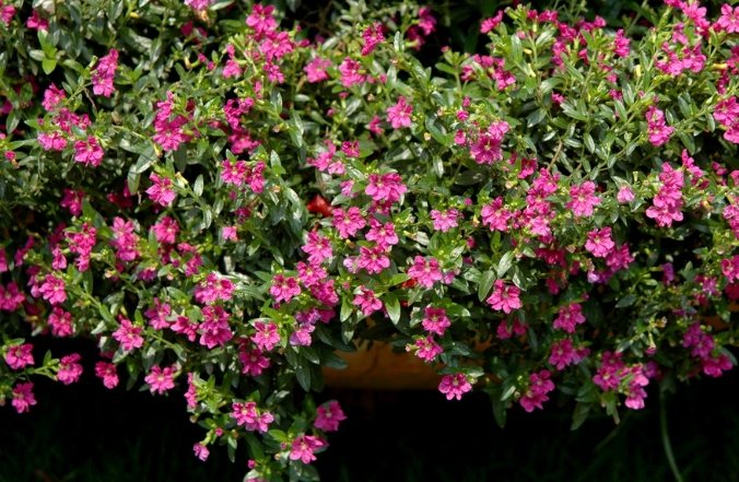 細葉雪茄花賞花地點