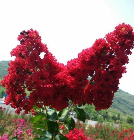 紫薇花種植技巧