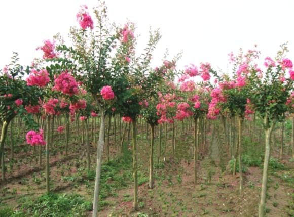 紫薇花栽培