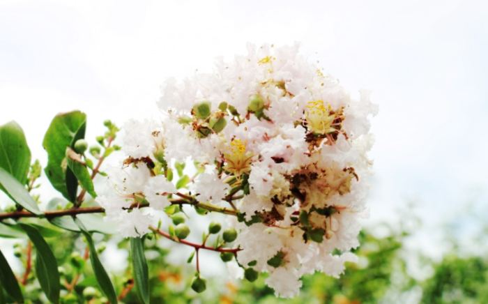 白色花卉養護 白色花卉養護