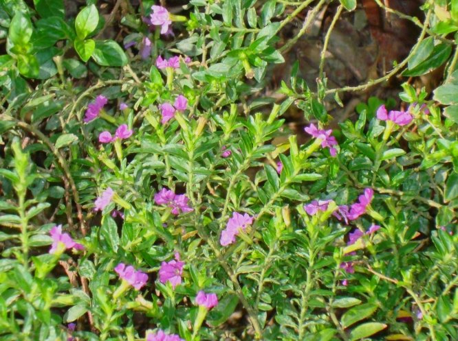 細葉雪茄花賞花地點