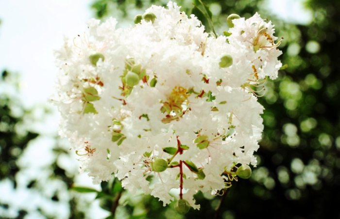 紫薇花種植 紫薇花種植