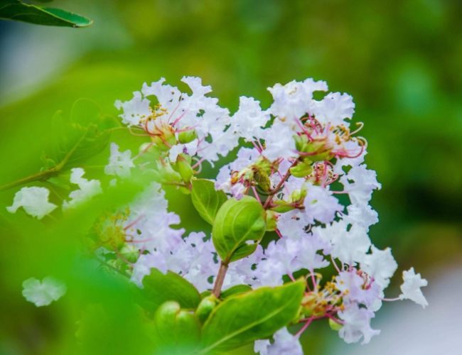 白色花卉養護 白色花卉養護