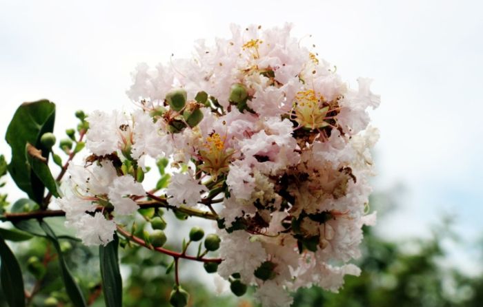 紫薇花種植 紫薇花種植